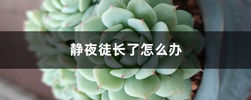 靜夜徒長了怎麼辦