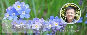 勿忘我花籽什麼時候種