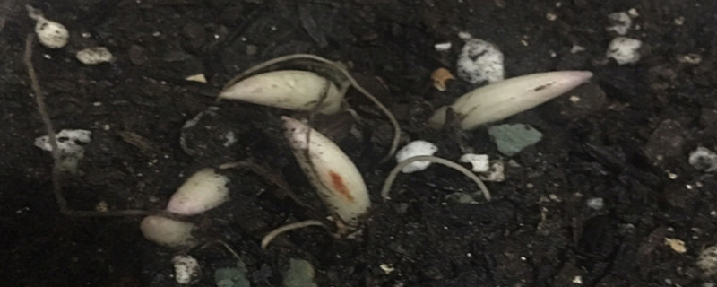 鈴蘭澆水方法，水多了怎麼辦