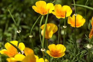 花菱草什麼時候開花