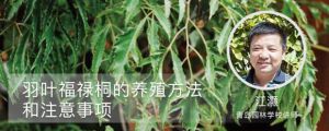 羽葉福祿桐的養殖方法和注意事項