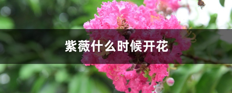 紫薇什麼時候開花，紫薇花圖片