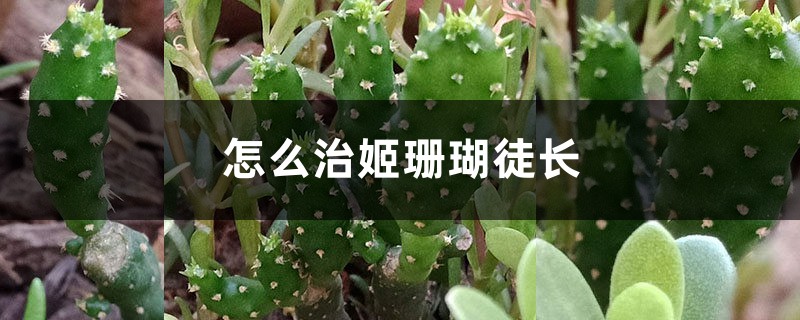 怎麼治姬珊瑚徒長