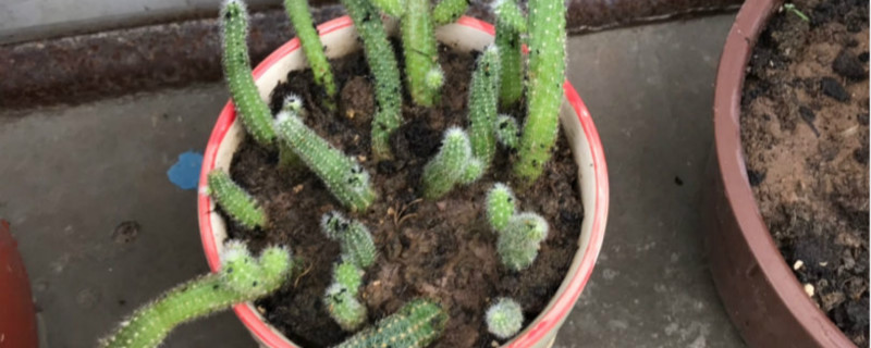 小黑飛是什麼，對花有影響嗎
