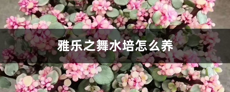 雅樂之舞水培怎麼養，喜歡陽光嗎