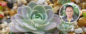 子持年華怎麼養