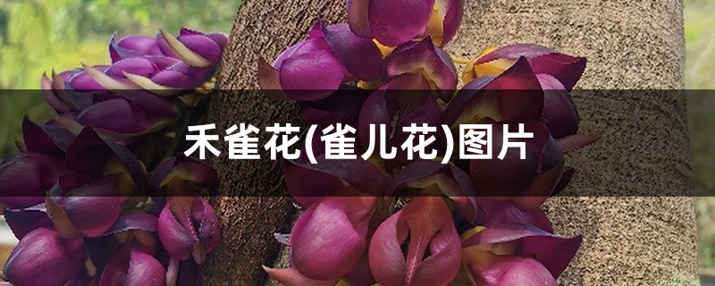 禾雀花(雀兒花)圖片