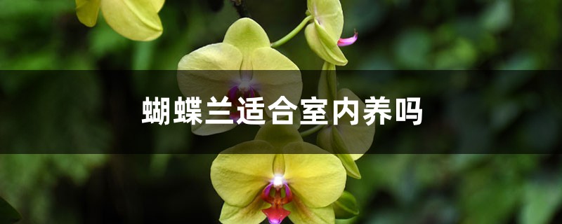 蝴蝶蘭適合室內養嗎，如何養護長的好