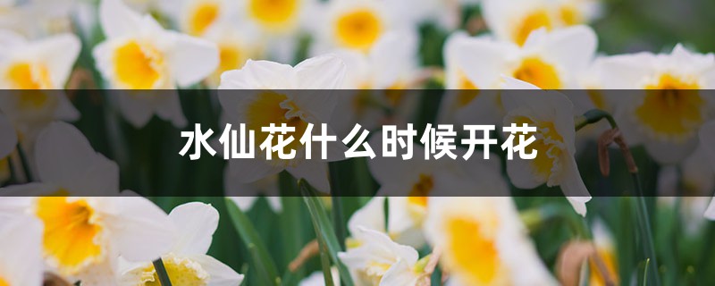 水仙花什麼時候開花