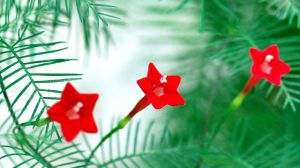 五星花和仙丹花的區別