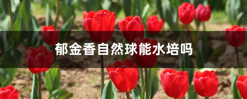 鬱金香自然球能水培嗎（方法及流程）