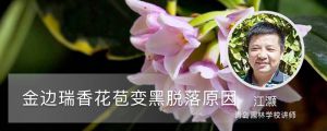 金邊瑞香花苞變黑脫落，還能救活嗎