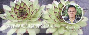 佛座蓮和觀音蓮的區別