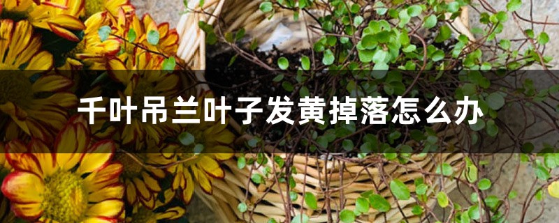 千葉吊蘭葉子發黃掉落怎麼辦