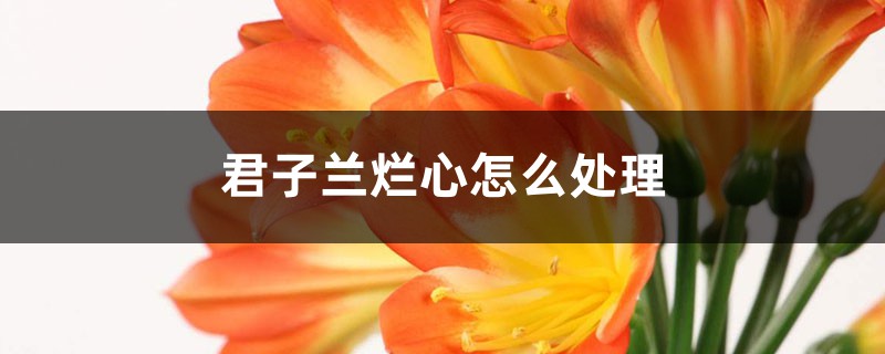 君子蘭爛心怎麼處理，爛根怎麼處理