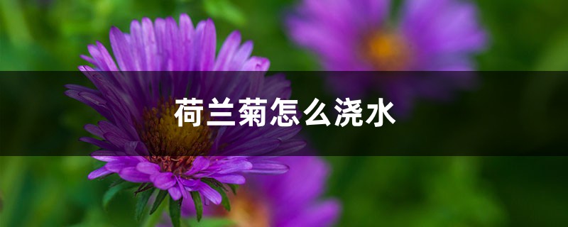 荷蘭菊怎麼澆水