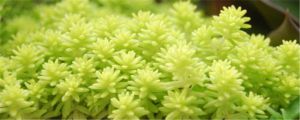 黃金萬年草冬季怎麼養