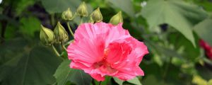 木芙蓉花怎麼修剪