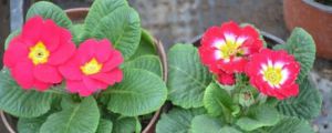 報春花春天怎麼養