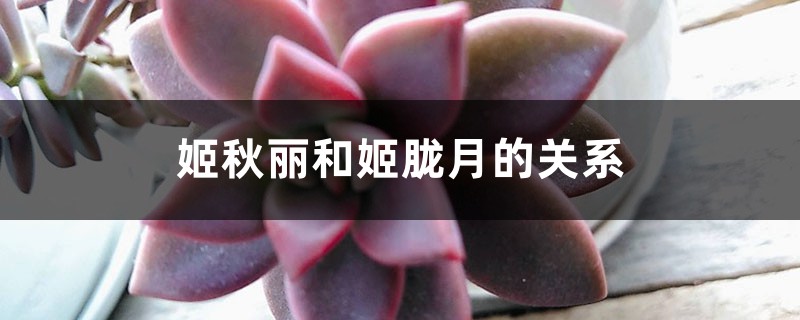 姬秋麗和姬朧月的關係