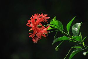 吊燈扶桑怎麼繁殖