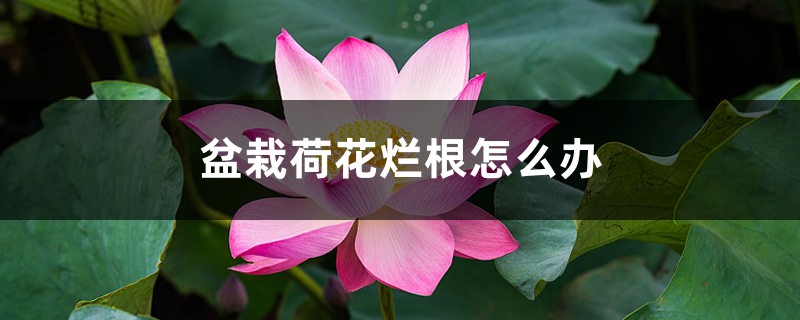 盆栽荷花爛根怎麼辦，盆栽荷花爛根的原因和解決方法