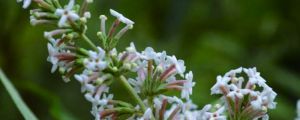 密蒙花什麼時候開花