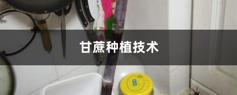 甘蔗種植技術