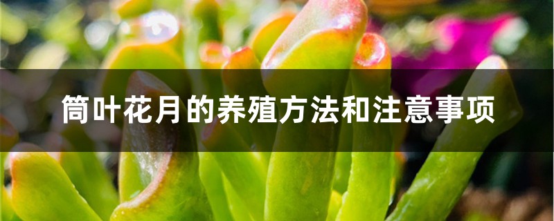 筒葉花月的養殖方法和注意事項