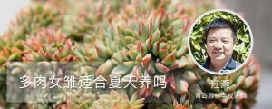 多肉女雛適合夏天養嗎