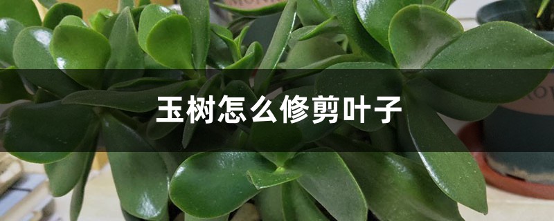 玉樹怎麼修剪葉子，要注意什麼