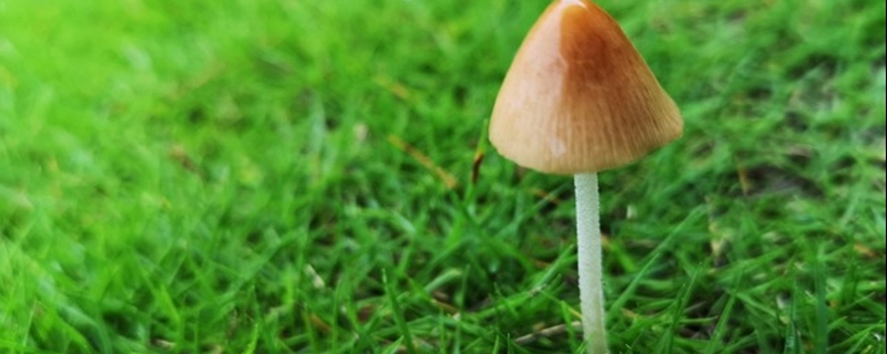 花盆裡長出了蘑菇預示著什麼