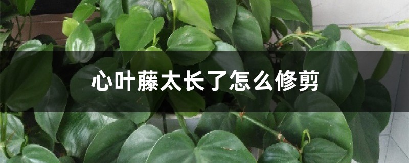 心葉藤太長了怎麼修剪