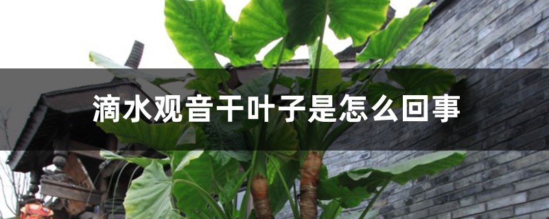 滴水觀音幹葉子是怎麼回事