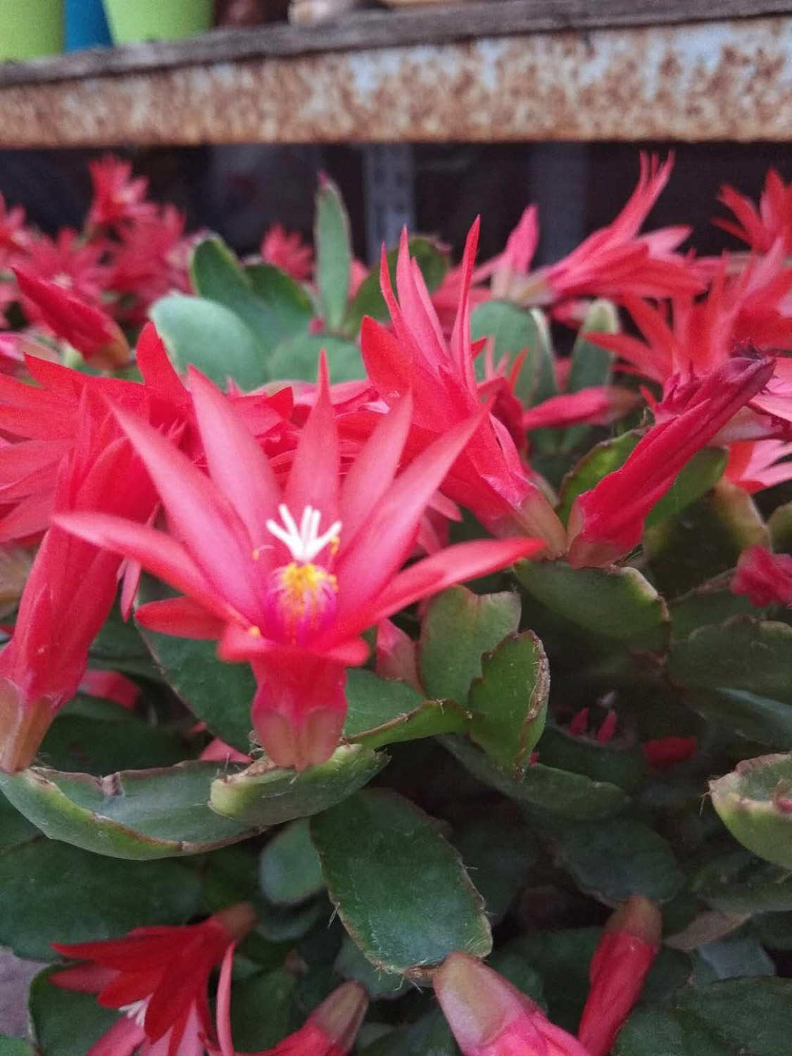 假曇花