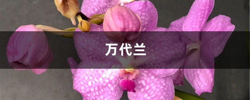 萬代蘭怎麼種植，養殖的注意事項有哪些