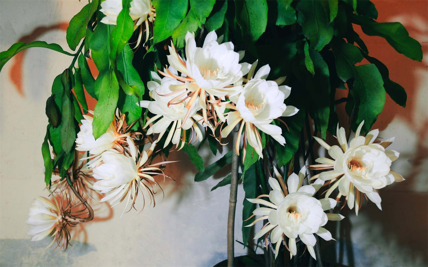 曇花