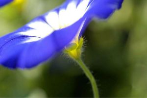 三色旋花怎麼養
