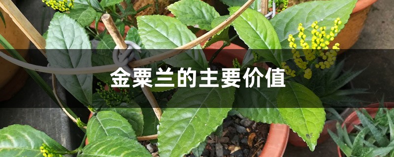 金粟蘭的主要價值