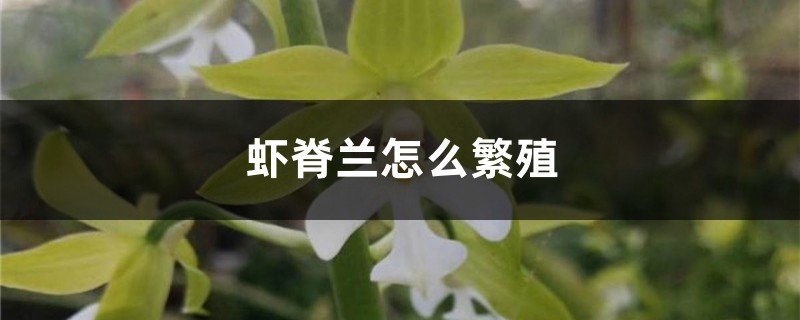蝦脊蘭怎麼繁殖