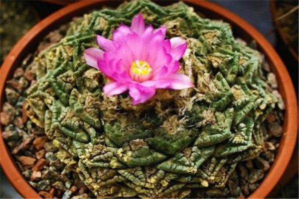 巖牡丹怎麼播種