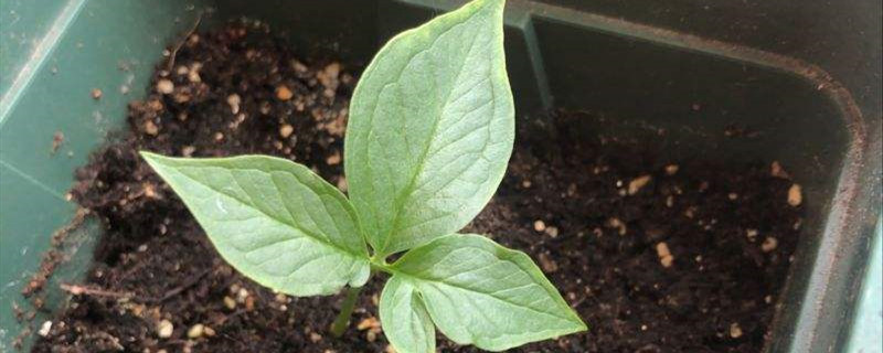 半夏怎麼種（種植技術介紹）