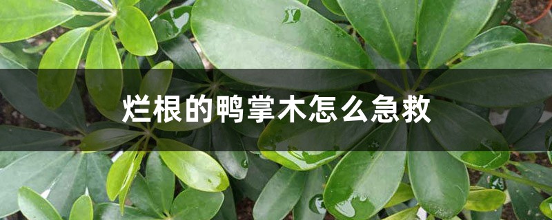 爛根的鴨掌木怎麼急救