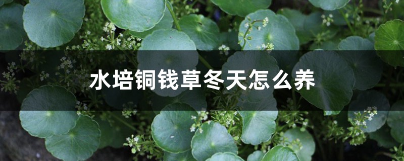 水培銅錢草冬天怎麼養