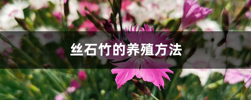絲石竹的養殖方法
