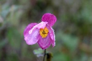 打碗花、打破碗花、打破碗碗花都是些什麼植物