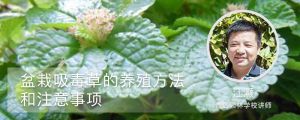 盆栽吸毒草的養殖方法和注意事項