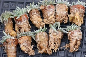 白花韌錦爛根怎麼辦