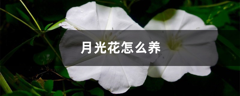 月光花怎麼養