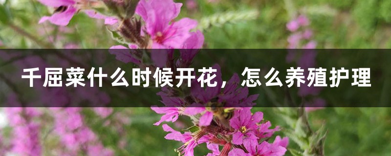 千屈菜什麼時候開花，怎麼養殖護理